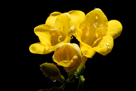 Yellow freesia flower with water drops isolated on black background.の写真素材