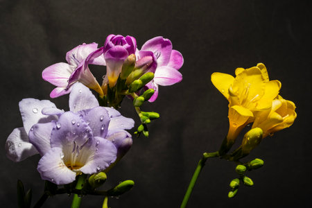 Beautiful freesia flowers on black background. Studio shot.の写真素材