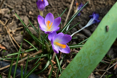 Purple crocus flowers in the garden. First spring flowers.