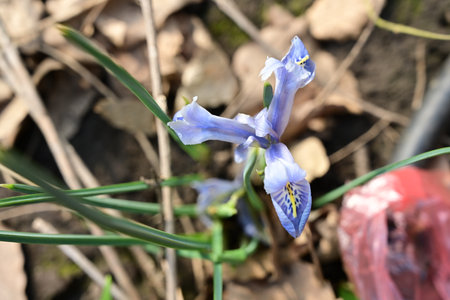 Blue iris flower blooming in the garden in springtime.