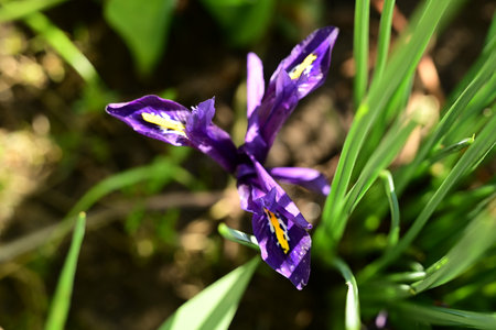 Beautiful purple iris flower in the garden. Close-up