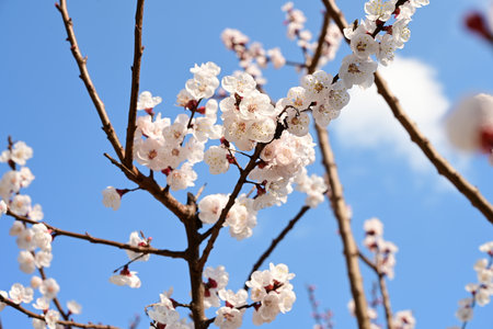 Apricot blossom on blue sky background. Spring flowers.