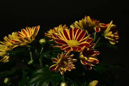 chrysanthemum very nice colorful autumn garden flower close upの写真素材