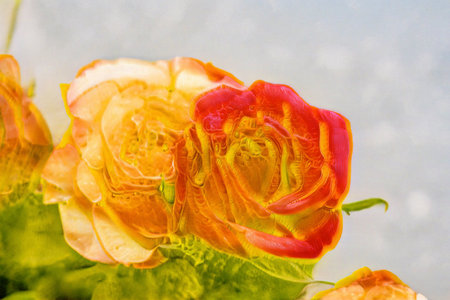 Close up of a red and yellow rose in a glass vaseの写真素材