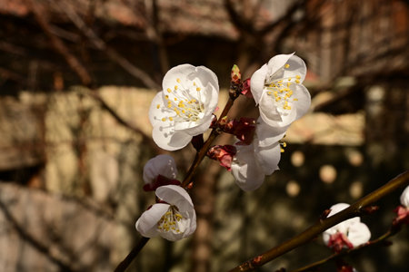 White flowers of Japanese apricot in full bloom in early springの写真素材