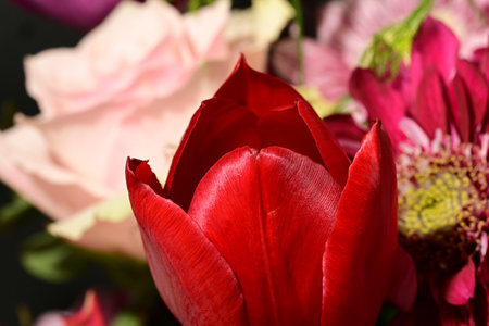 Beautiful bouquet of tulips on dark background, closeup