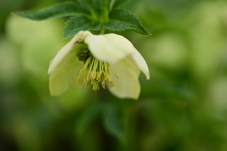 White hellebore flower on a green background, close-upの写真素材