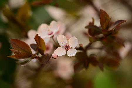 Blossoming branch of an apple tree on a blurred background.