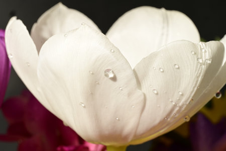 White tulips with water drops on black background, close-upの写真素材