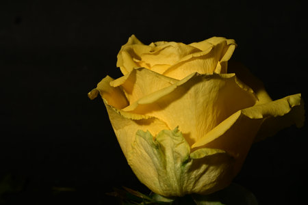 Yellow rose on a black background, close-up, selective focusの写真素材