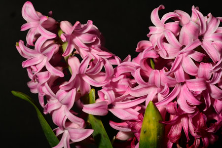 Pink hyacinths on a black background. Close-up.の写真素材