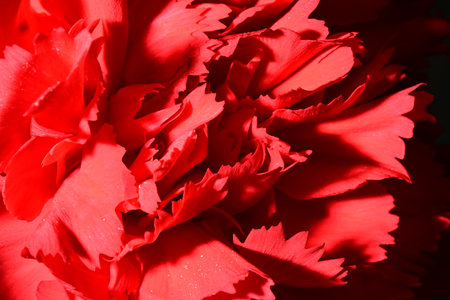 Red carnation flower close-up. Shallow depth of field.の写真素材