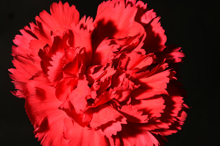 Red carnation on black background. Close up of red carnation.の写真素材