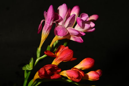 bouquet of freesia on a black background close upの写真素材