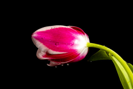 Pink tulip with water drops isolated on black background, close upの写真素材