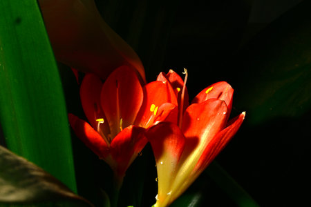 Close up of a red flower with green leaves in the background.