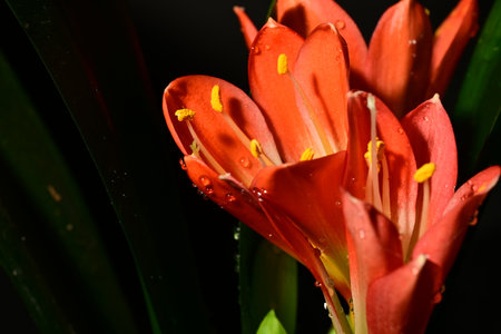 Close up of a red lily flower with raindrops on it