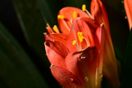 Close up of a red lily flower with water droplets.の写真素材