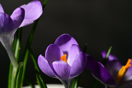 Beautiful crocus flowers on dark background, closeup. Spring flowers