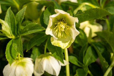 Christmas rose (Helleborus variegatus) flower in bloomの写真素材