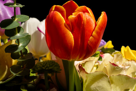 Colorful tulips bouquet on black background. Spring flowers.