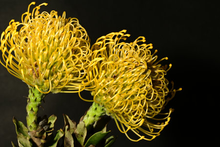 Yellow pincushion protea flower isolated on black background.