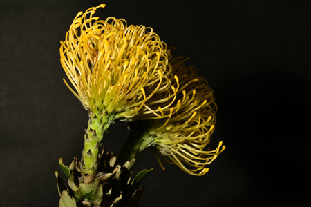 Yellow pincushion protea flower isolated on black background.の写真素材