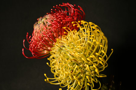 yellow pincushion protea flower isolated on black background.