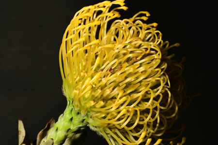 Yellow flower of pincushion protea on a black backgroundの写真素材