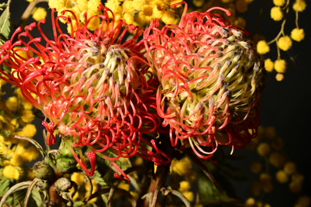 Close up of red pincushion protea flower with yellow flowers.