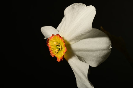 Narcissus flower on a black background. Close up.の写真素材