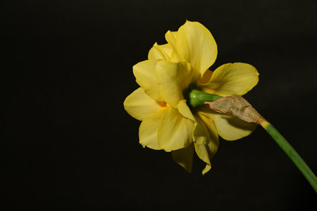 Yellow daffodil on a black background, close-upの写真素材