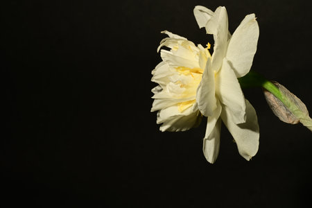 White daffodil on a black background. Close up.の写真素材