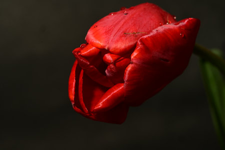Beautiful red tulip on dark background, closeup. Space for textの写真素材