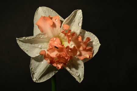 Daffodil flower with water drops on a black background.の写真素材