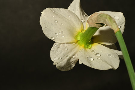 white daffodil with water drops on petals on black backgroundの写真素材