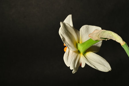 Narcissus flower on black background, closeup. Space for textの写真素材