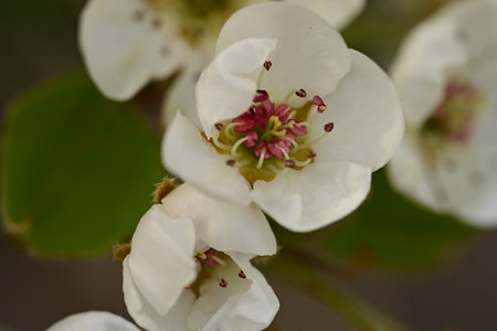 Pear blossom close-up macro photography with shallow depth of fieldの写真素材