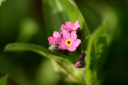 Close up of forget-me-not flower on green background.の写真素材