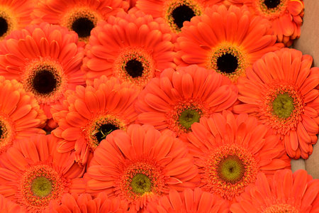 Orange gerbera flowers background. Gerbera flower background.の写真素材