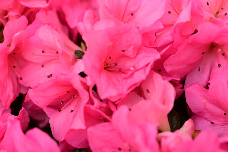 Pink rhododendron flowers as a background, closeupの写真素材