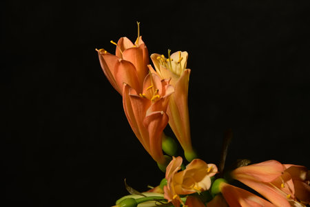 Close up of orange freesia flowers, isolated on black background