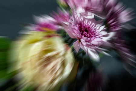 Colorful chrysanthemums in a bouquet on a dark backgroundの写真素材