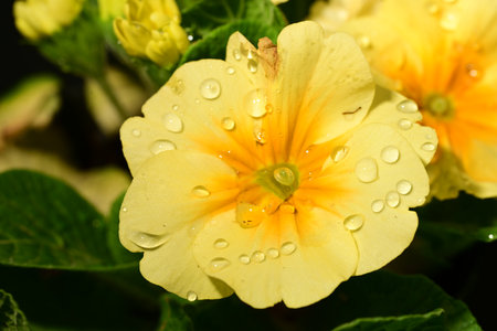 Beautiful yellow primrose with water drops close-up on a black backgroundの写真素材