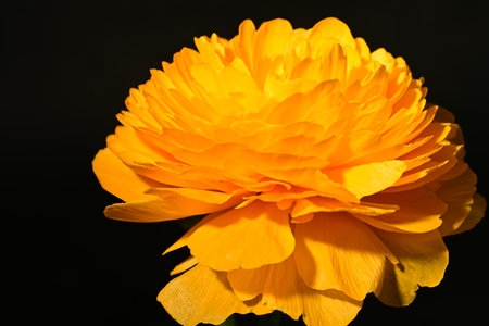 Close-up of a yellow buttercup flower on a black backgroundの写真素材