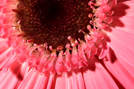Pink gerbera flower close-up. Macro photography of nature.の写真素材