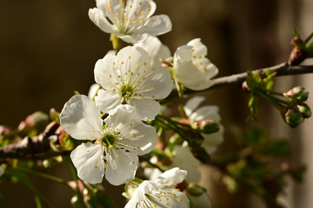 cherry blossom in spring, close-up of white flowersの写真素材