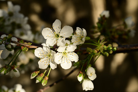 cherry blossom in spring, close-up of white flowersの写真素材