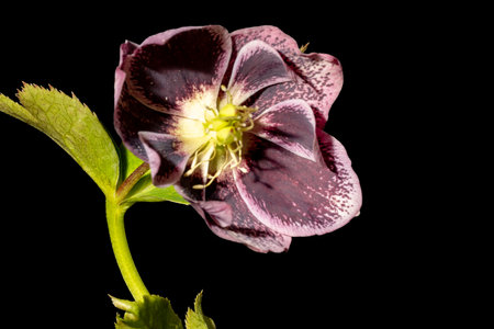 Beautiful purple hellebore flower isolated on black background.の写真素材
