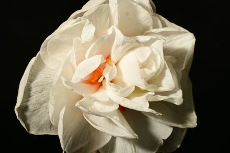 White daffodil on a black background. Close-up.